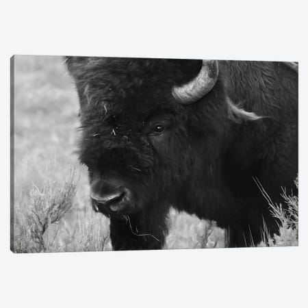 Yellowstone Bison Canvas Print #LOD350} by Lori Deiter Canvas Artwork