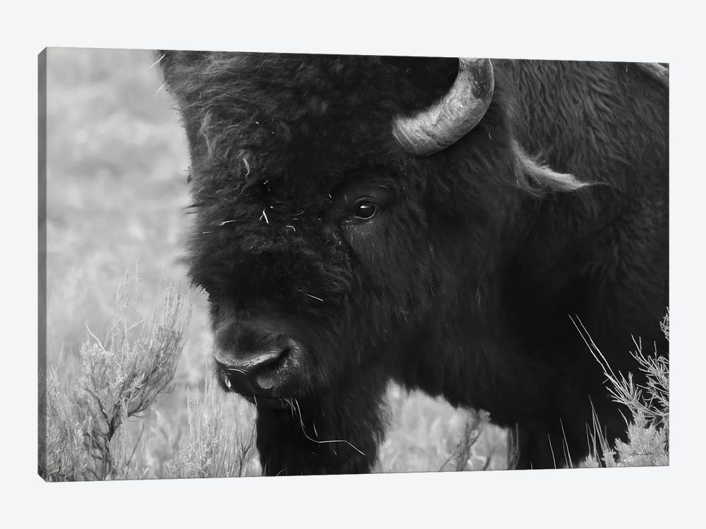 Yellowstone Bison by Lori Deiter 1-piece Canvas Art Print