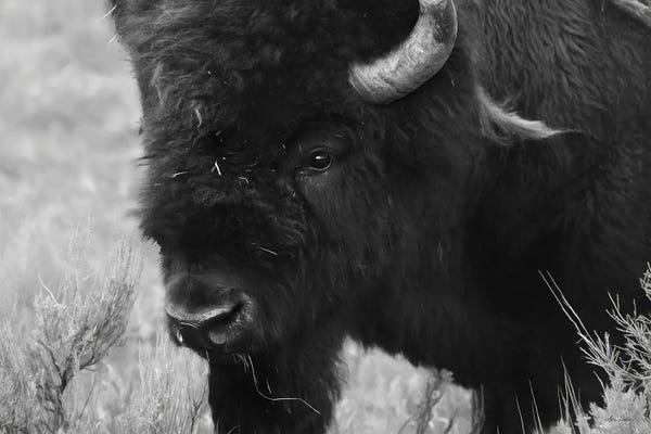Lori Deiter: Yellowstone Bison by Lori Deiter