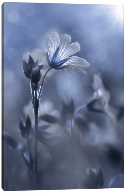 Blue & White Flowers I Canvas Art Print - Lori Deiter