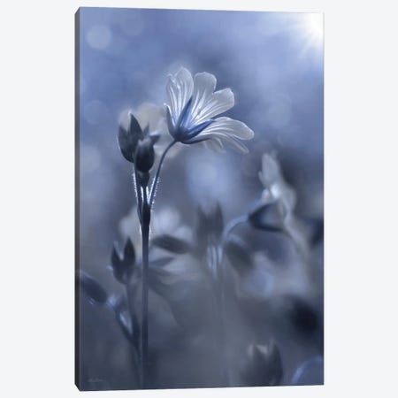 Blue & White Flowers I Canvas Print #LOD360} by Lori Deiter Canvas Print