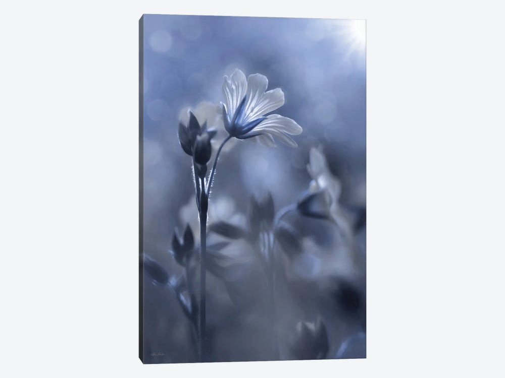 Blue & White Flowers I by Lori Deiter 1-piece Canvas Artwork