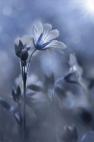 Lori Deiter: Blue & White Flowers I by Lori Deiter