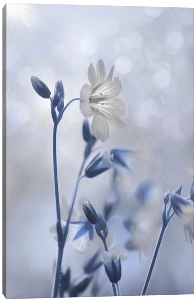Blue & White Flowers II Canvas Art Print - Lori Deiter