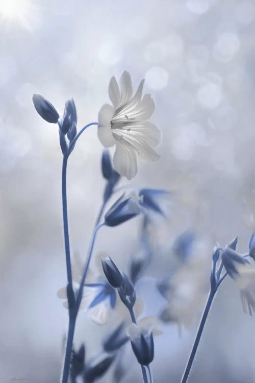 Blue & White Flowers II