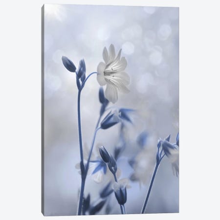 Blue & White Flowers II Canvas Print #LOD361} by Lori Deiter Art Print
