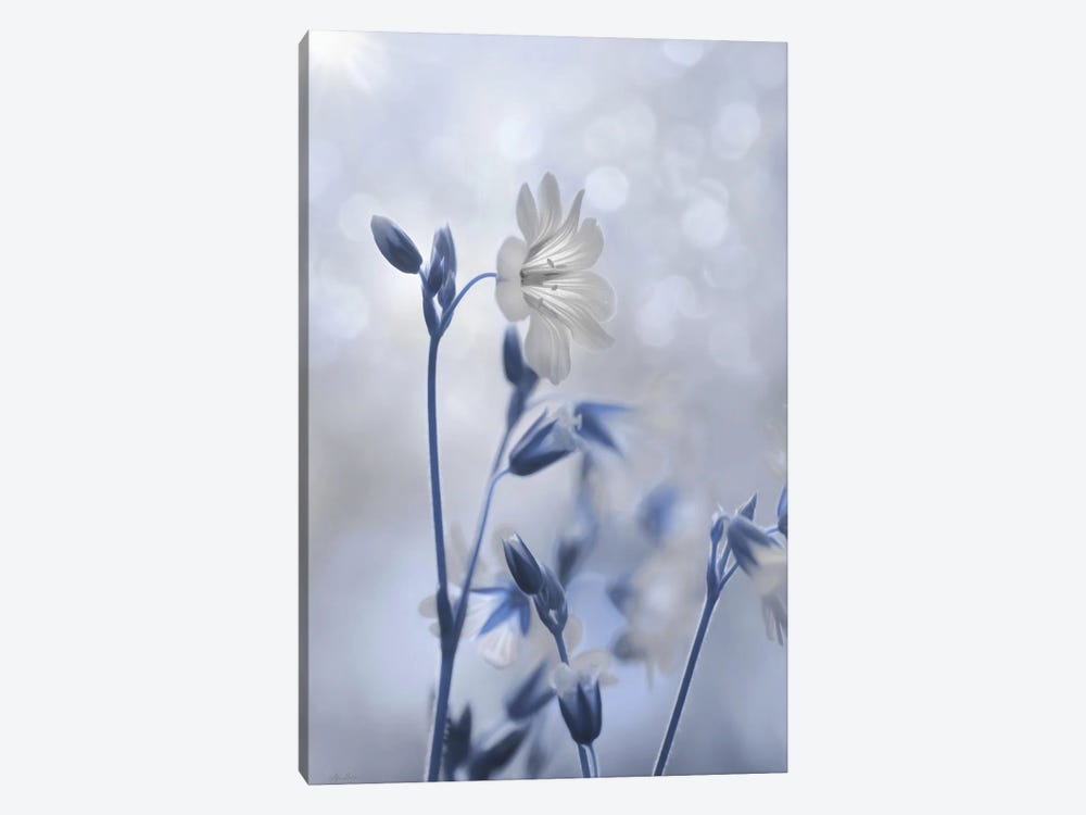 Blue & White Flowers II by Lori Deiter 1-piece Art Print