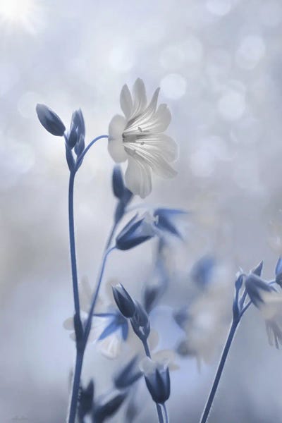 Lori Deiter: Blue & White Flowers II by Lori Deiter