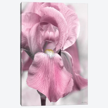Pink Iris Canvas Print #LOD454} by Lori Deiter Canvas Artwork