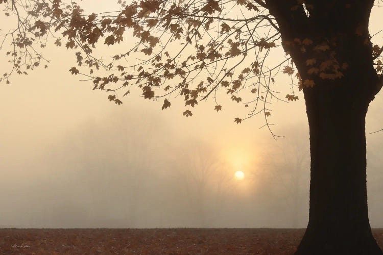 Foggy Morning Sunrise