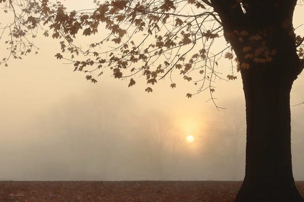 Mist & Fog: Foggy Morning Sunrise by Lori Deiter