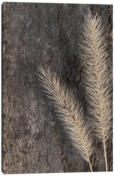 Natural Wheat Canvas Art Print - Lori Deiter