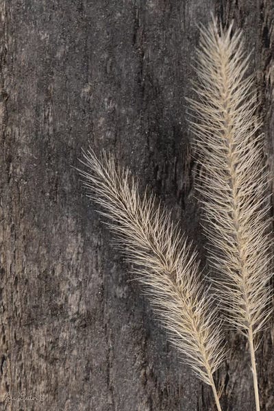 Lori Deiter: Natural Wheat by Lori Deiter