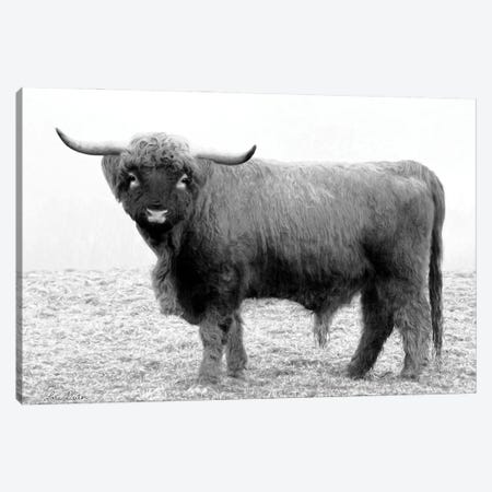 Scotty the Bull Canvas Print #LOD53} by Lori Deiter Canvas Art Print