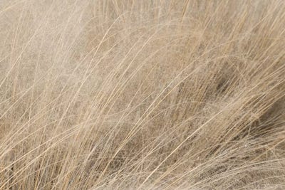 Shades of Gold by Lori Deiter canvas print