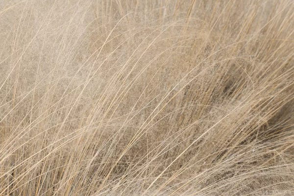 Lori Deiter: Shades of Gold by Lori Deiter