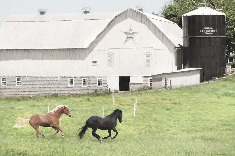 Afternoon Run On The Farm