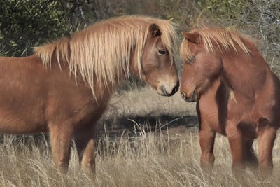 Assateague Horses III by Lori Deiter canvas print