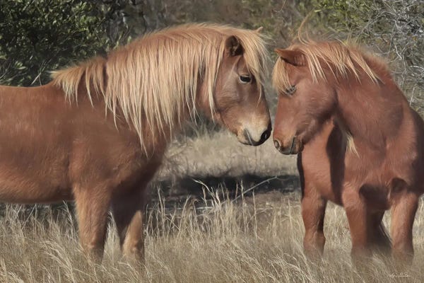 Lori Deiter: Assateague Horses III by Lori Deiter