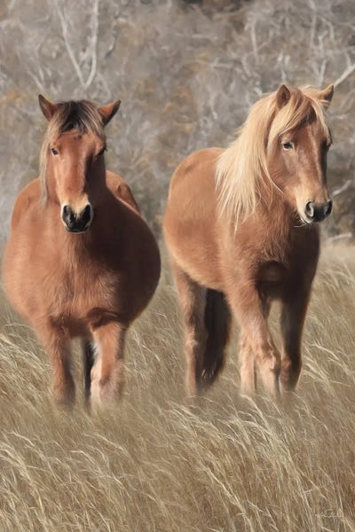 Assateague Horses IV by Lori Deiter canvas print