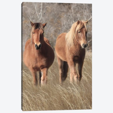 Assateague Horses IV Canvas Print #LOD557} by Lori Deiter Canvas Print