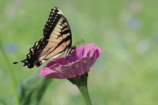 Lori Deiter: Butterfly Resting Spot I by Lori Deiter