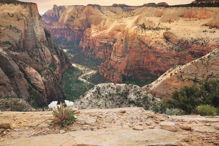 Zion Desert Life