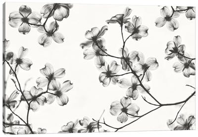 Dogwood Blossom Silhouette Canvas Art Print - Minimalist Flowers