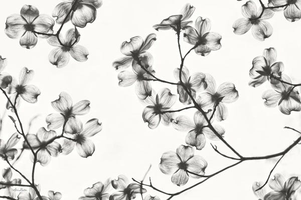 Black & White Minimalist Décor: Dogwood Blossom Silhouette by Lori Deiter