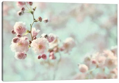 Pastel Weeping Cherry Blossom I Canvas Art Print - Lori Deiter