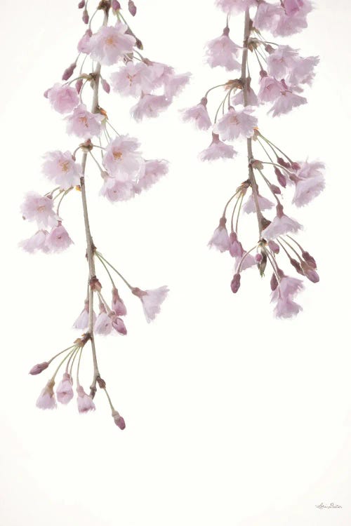 Weeping Cherry On White II