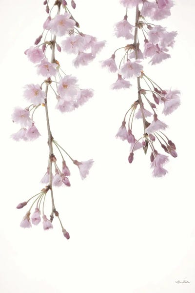 Cherry Blossoms: Weeping Cherry On White II by Lori Deiter