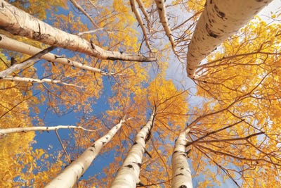 Aspen II by Lori Deiter framed canvas print