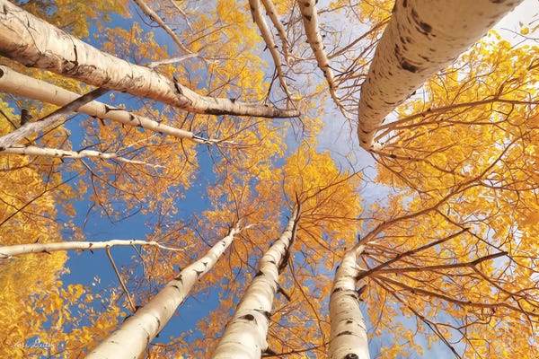 Lori Deiter: Aspen II by Lori Deiter