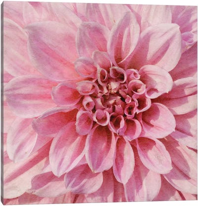 Wall Flower VII Canvas Art Print - Alonzo Saunders