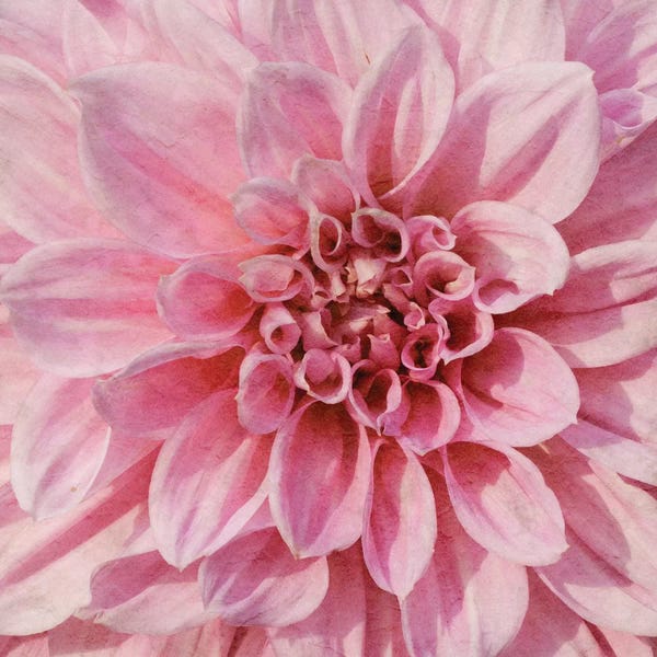 Dahlias: Wall Flower VII by Alonzo Saunders