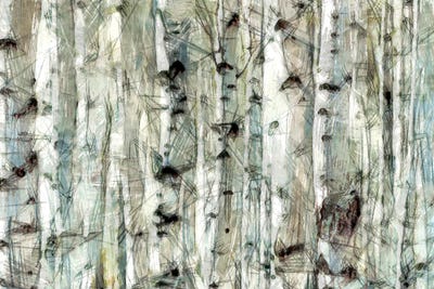 Birch Bunch II by Alonzo Saunders canvas print