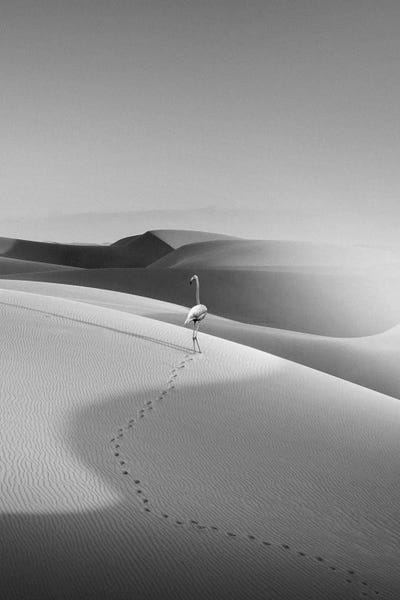 Flamingos: Flamingo In The Desert by Jonas Loose