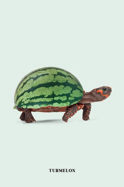 Turtles: Turmelon by Jonas Loose