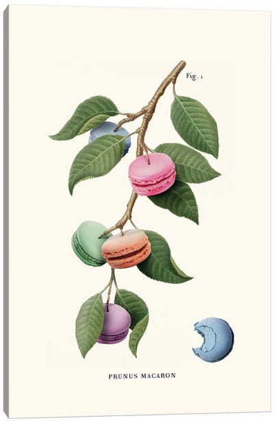 Macaron Plant Canvas Art Print - Macarons