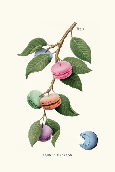 Botanical Illustrations: Macaron Plant by Jonas Loose