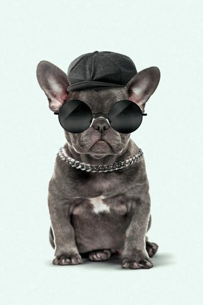 French Bulldogs: Fashion Dog by Jonas Loose