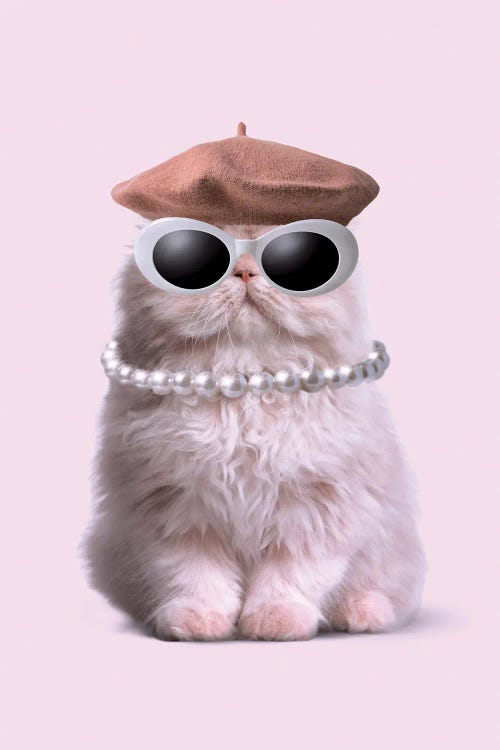 Fashion Cat