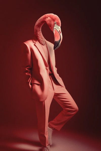 Flamingos: Fashion Flamingo by Jonas Loose