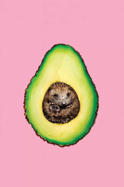 Hedgehocado