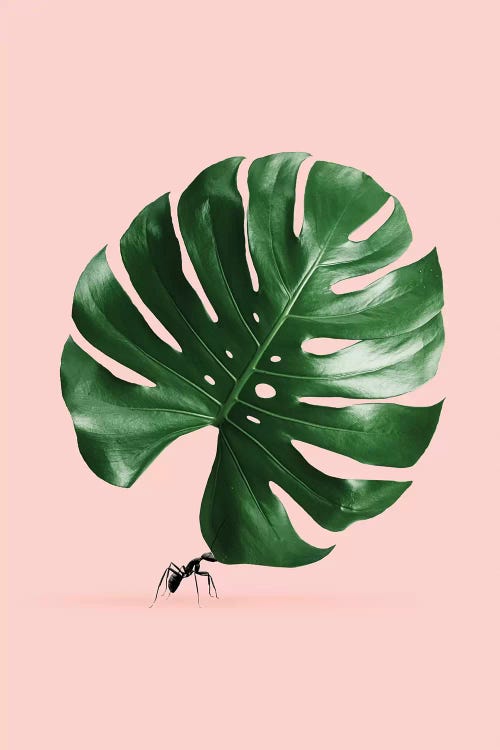 Monstera Ant by Jonas Loose wall art
