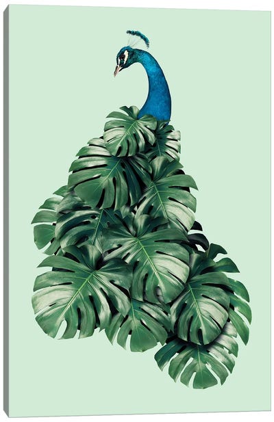 Monstera Bird Canvas Art Print - Peacock Art