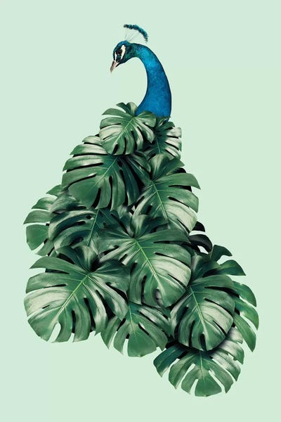 Peacocks: Monstera Bird by Jonas Loose