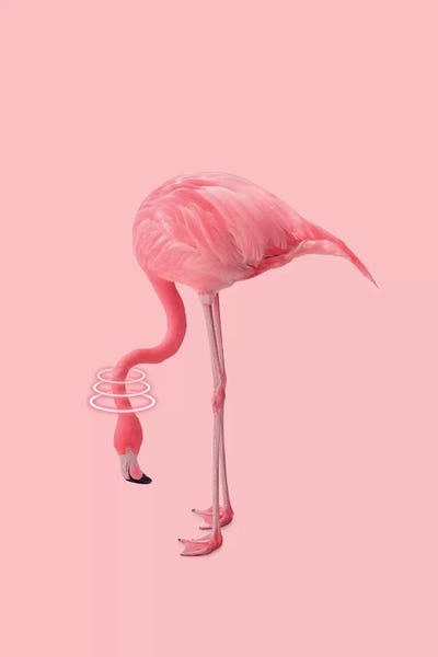 Flamingos: Neon Flamingo by Jonas Loose