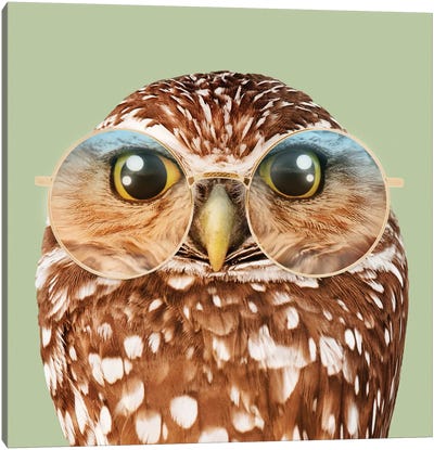 Owl With Glasses Canvas Art Print - Owl Art